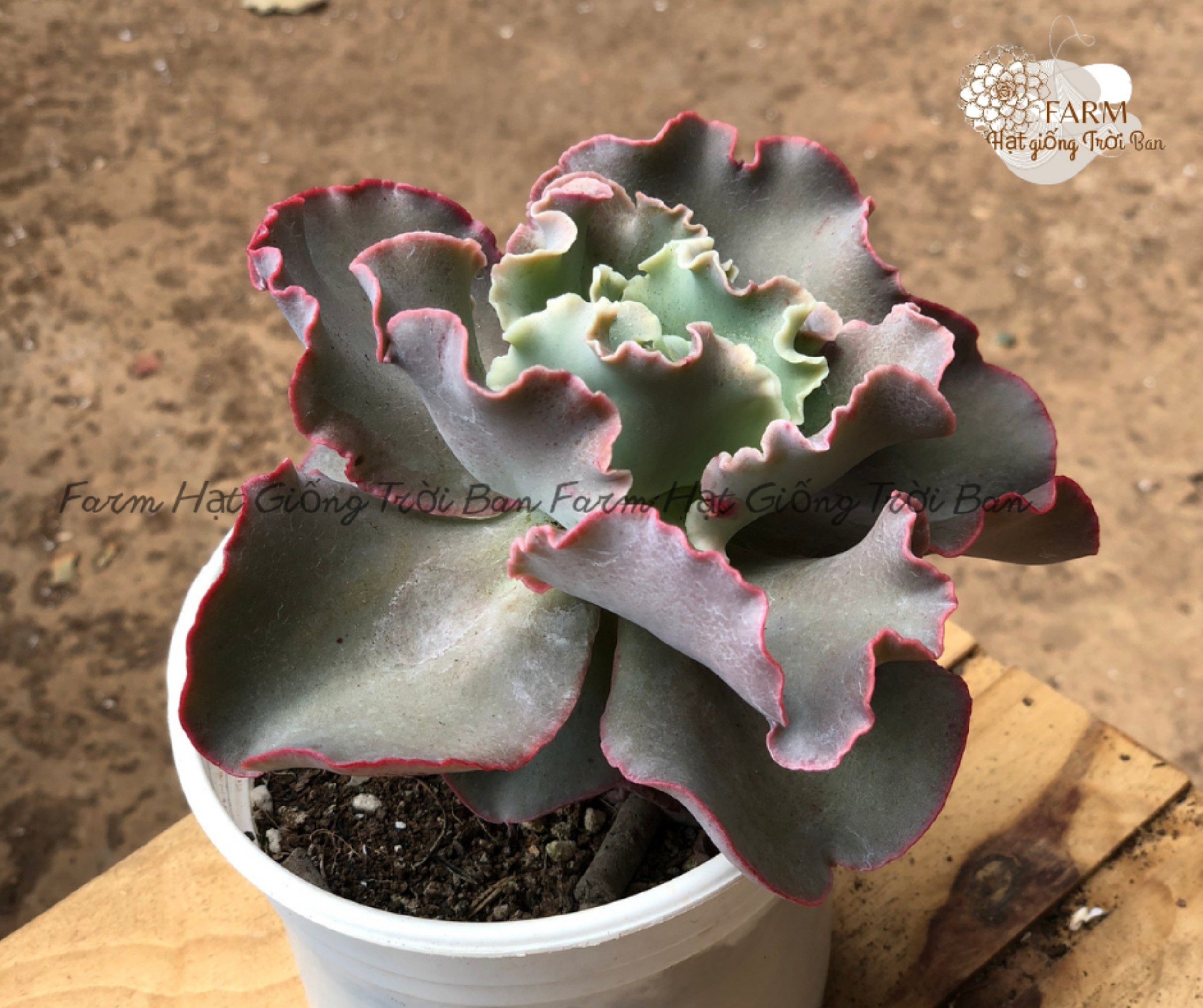 Sen đá lilac 🏵️ size trung 9 - 12 cm 🏵️ đã thuần khí hậu 🏵️ xuất vườn đà lạt