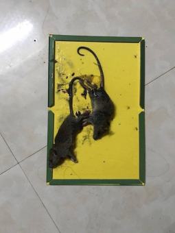 Miếng dính chuột mouse & rat