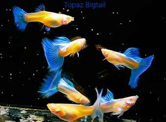 Combo thức ăn cho cá + 4 cặp blue topaz giá chỉ 100k