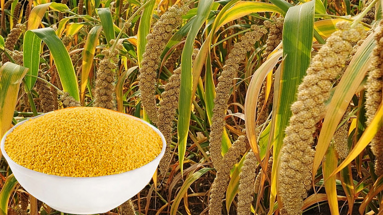 Hạt kê nếp vàng nghệ an sạch vỏ