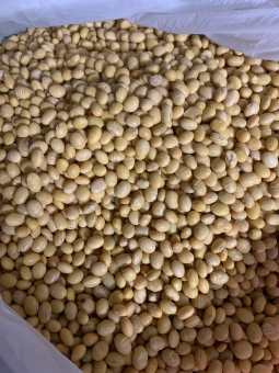 1kg Đậu Nành ta/ Đỗ tương quê Nam Định/ hạt đậu nành sống/ Đậu nành sạch