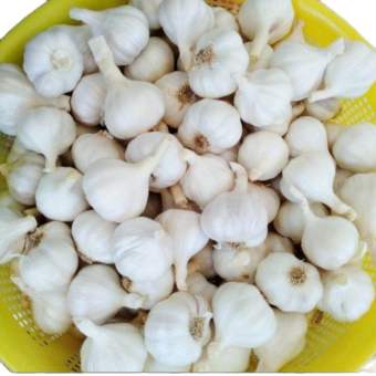 1kg tỏi Phan Rang - Ninh Thuận