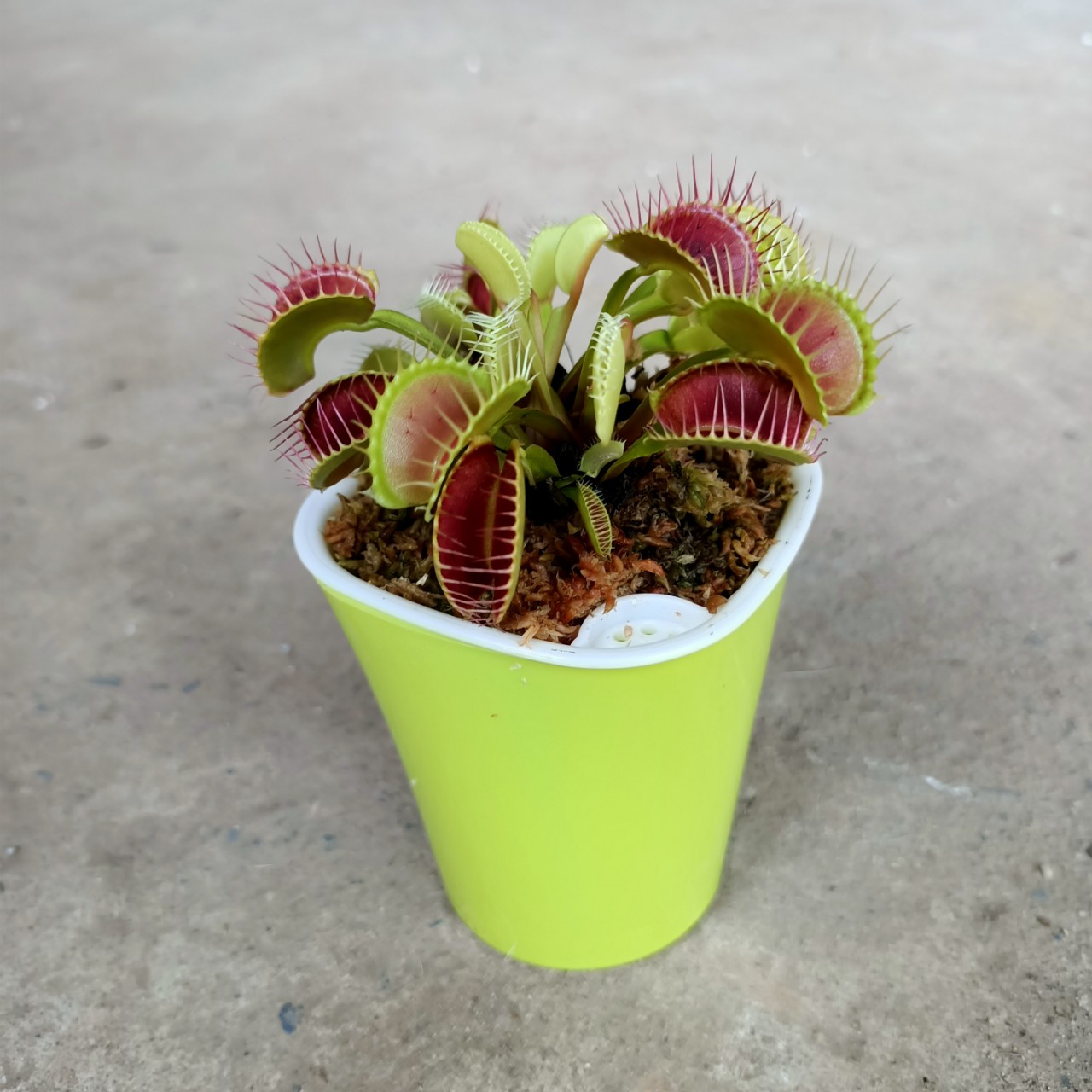 Cây bắt mồi, bẫy kẹp diệt côn trùng siêu dễ thương - Venus Flytrap - Trang Flowers
