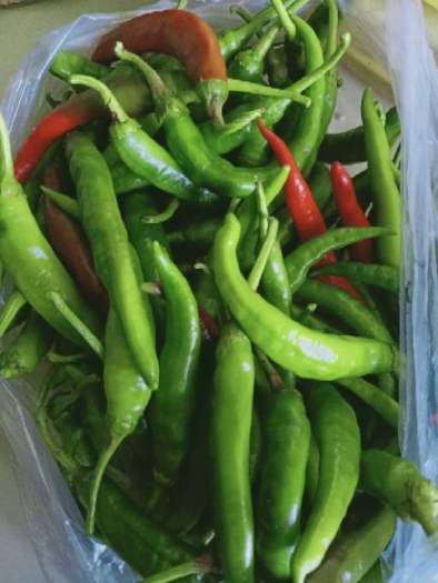 Ớt TRÁI XANH nhà trồng,ớt Huế chính gốc 1kg