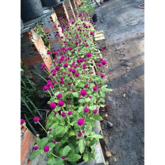 1Kg Vôi bột nông nghiệp sát khuẩn, khử chua, cải tạo đất