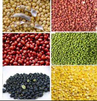 ĐẬU XANH. ĐEN, ĐỎ, PHỘNG,NÀNH