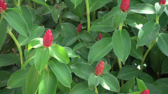 Củ cát lồi phơi khô 1 ký