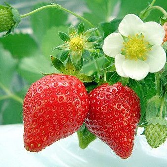 Hạt giống dâu tây chịu nhiệt