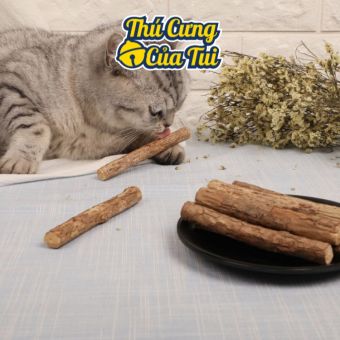 Cây Gỗ Catnip Bạc Hà Cho Mèo Gặm Trắng Răng - Thú Cưng Của Tui