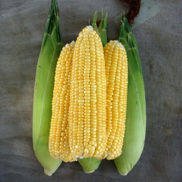 ข้าวโพด-1