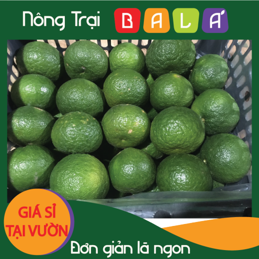 HCM - Cam sành mọng nước - [Giao nhanh TPHCM]