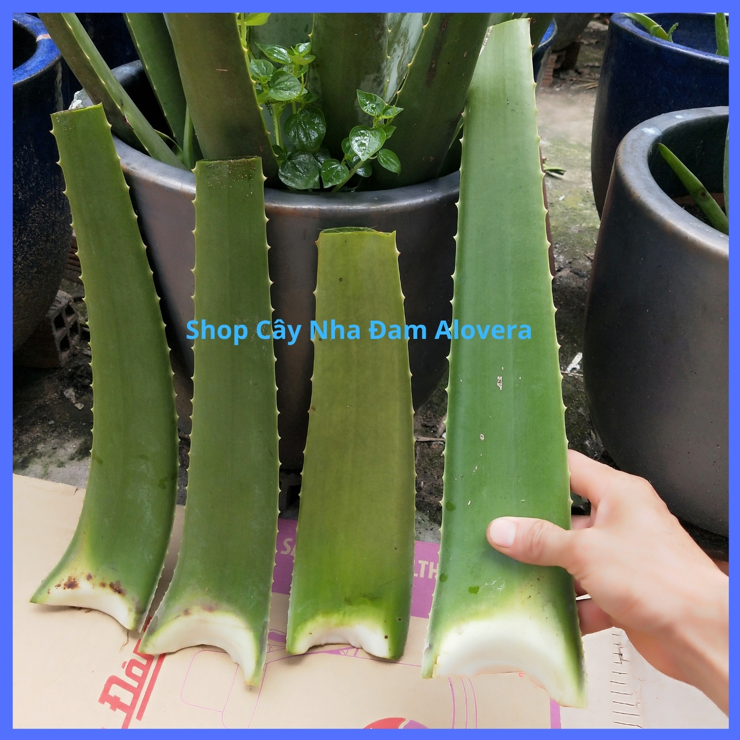 Lá nha đam tươi 2kg