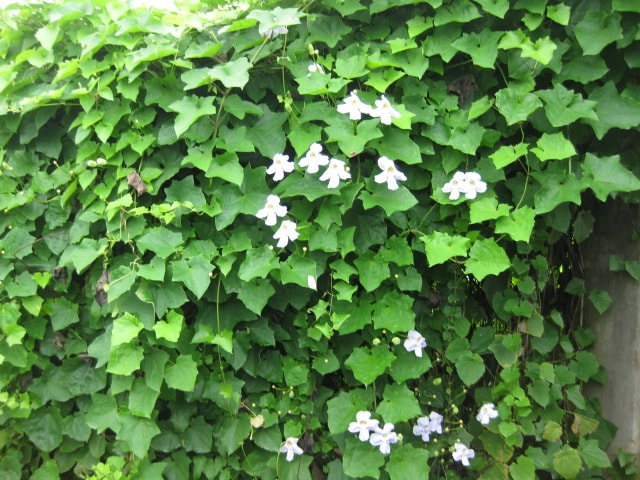 Cây hoa cát đằng