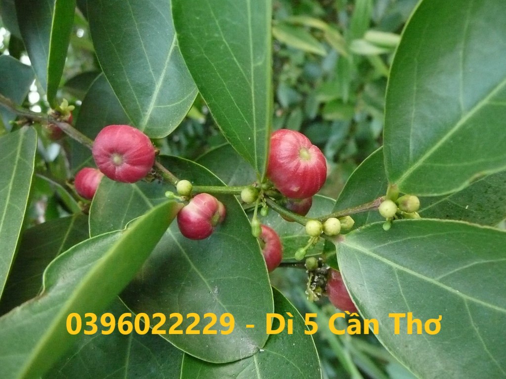 Cây muối phơi khô 1 ký - hàng tuyệt đẹp nha