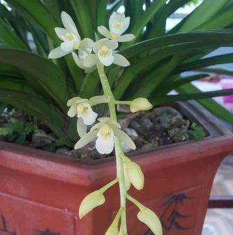 Kiếm tuyết ngọc hàng giống