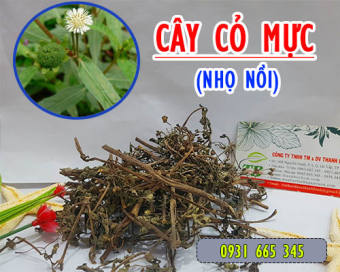 Cây Cỏ Mực Khô 1KG - Đông Y Thanh Bình