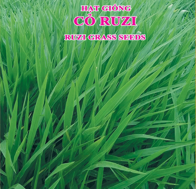 Hạt giống cỏ chăn nuôi Ruzi - Cỏ chịu dẫm đạp - Gói 50gram - VTNT