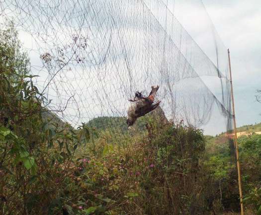 Lưới tàn hình 5 phân 20m bẫy chim trao trảo, chào mào, cu tiểu, chòe, khướu