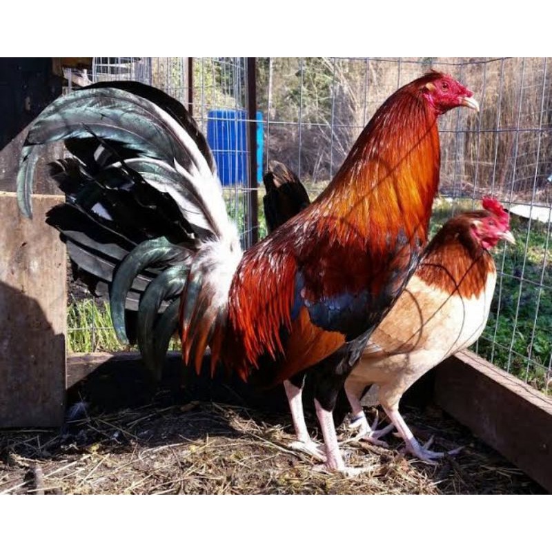 Jual Ayam Bangkok Petarung Anakan Terbaru - Dec 2022 | Lazada.co.id