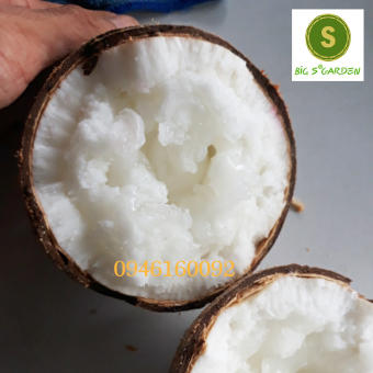 Dừa Sáp Đặc Ruột - Nhiều Loại