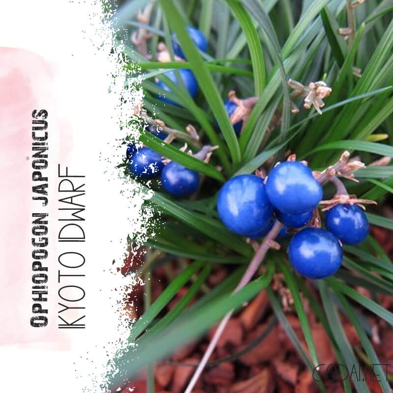 Cây Ophiopogon japonicus Kyoto Dwarf chậu nhựa 8cm