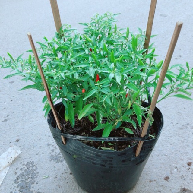 Bụi ớt xiêm