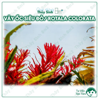 Vảy Ốc Siêu Đỏ (Rotala Colorata) | Cây Thủy Sinh Hậu Cảnh, Cắt Cắm | 8m2