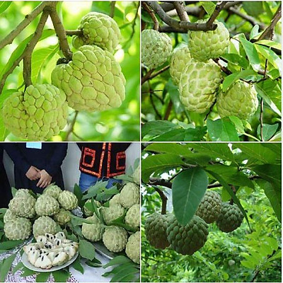 Combo 5 cây giống na dai Đồng Bành giống chuẩn