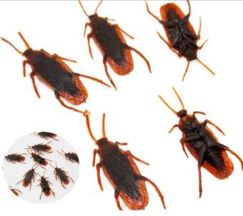 CON GIÁN GIẢ NHÌN SIÊU THẬT ĐỒ CHƠI CHO THÚ CƯNG