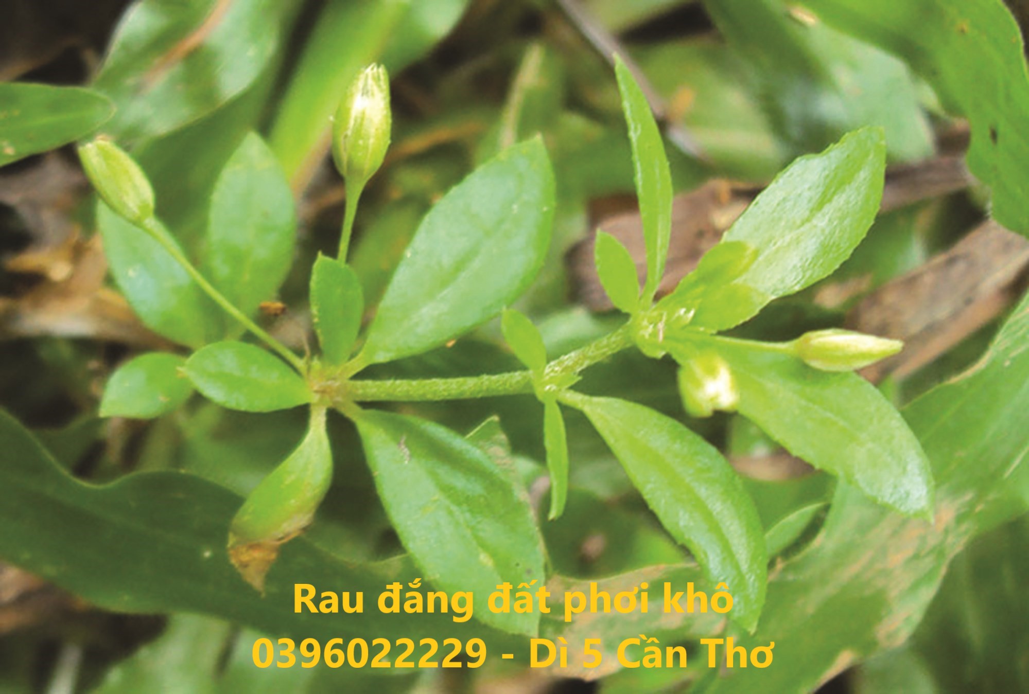 Rau đắng đất phơi khô 1 ký - Hàng khô sạch bụi bậm