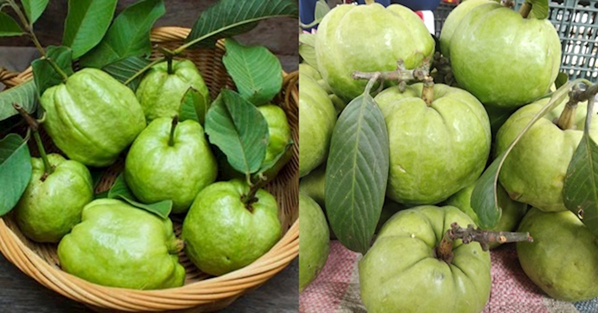 CÂY GIỐNG CÂY TAI CHUA ( CÂY BỨA CỌNG )