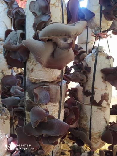 Phôi giống nấm mèo (nấm mộc nhĩ) - (01 kiện 05 bịch nấm)