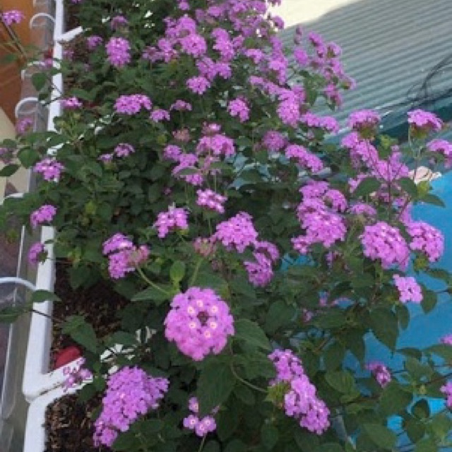 Hoa Trâm ổi tím, hoa cúc ngũ sắc tím rủ-cây giống