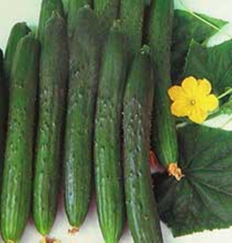 20 Hạt giống Dưa chuột Choka quả dài tặng kèm kích mầm