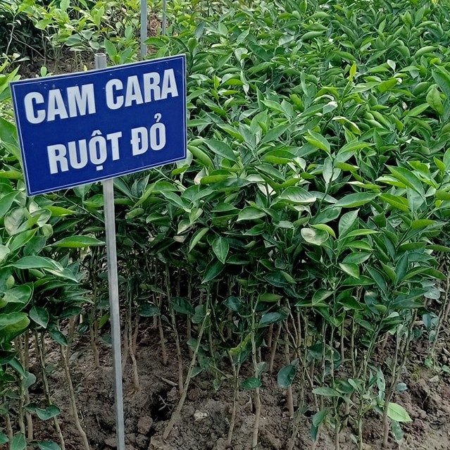 Cây giống cam cara ruột đỏ, cam cara ghép, cây cam cara f1