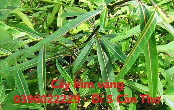 Cây kim vàng phơi khô 1 ký - Hàng khô sạch bụi bậm