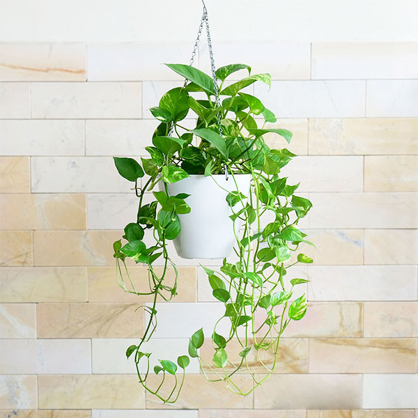 Chậu Nhựa Trồng Cây Thông Minh CATLEZA Sơn Tròn Bầu Treo Không Ống Thăm Dò Mực Nước 20x20x18 cm