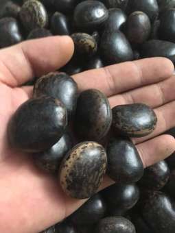 Combo 10 Hạt Đậu Lào - Hạt Rắn Cắn hút đôc Hạt Bình an