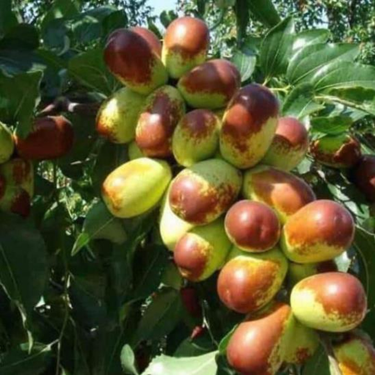 cây giống hồng táo (táo đỏ tân cương) - cây giống nhập khẩu
