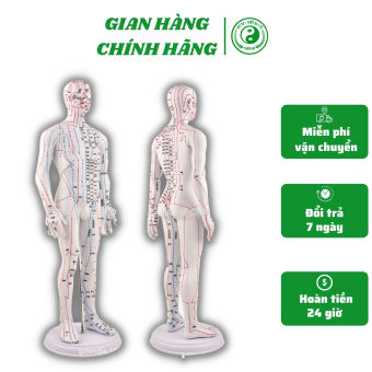 Mô hình mô tả đường kinh và huyệt vị cơ thể người- mô hình châm cứu- Mô hình y khoa