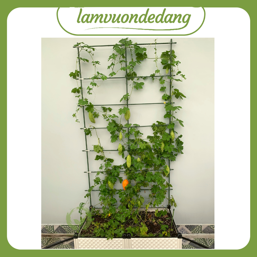 GIÀN LEO TRỒNG CÂY (Cao 1m8) - làm từ ống thép bọc nhựa hàng Nhật Bản - Khung trồng cây giàn leo mồng tơi, dưa leo - Giàn leo áp tường