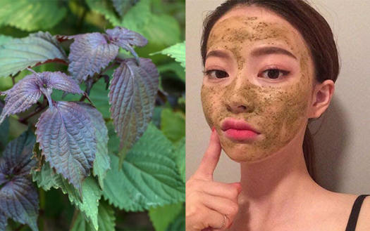 Combo Bột Tía Tô SAMY HOUSE đắp mặt nạ