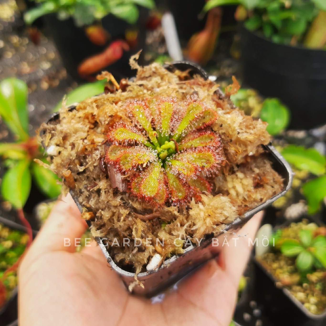 Cây bắt mồi, cây gọng vó Drosera spatulata var. lovellae màu đỏ cam