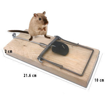 Bẫy chuột không cần mồi - Vòng đập bằng thép nguyên bản - Cách hiệu quả và an toàn để tiêu diệt chuột