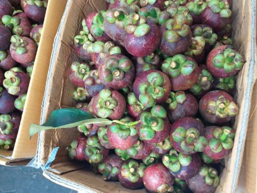 MĂNG CỤT ĐẦU MÙA