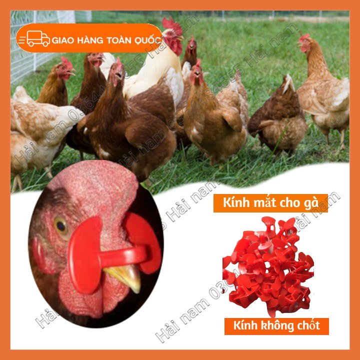 SET 30 MẮT KÍNH KHÔNG CHỐT CHO GÀ TRÁNH MỔ NHAU