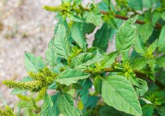 Cây Dền Gai Khô Loại 1 Thơm Ngon