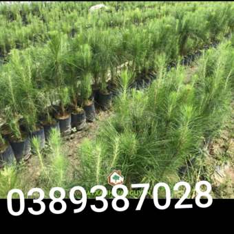 cây thông giống,6cây