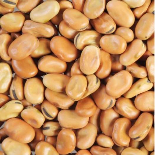 Hạt đậu tằm Úc( đậu răng ngựa- FABA BEAN) 1kg