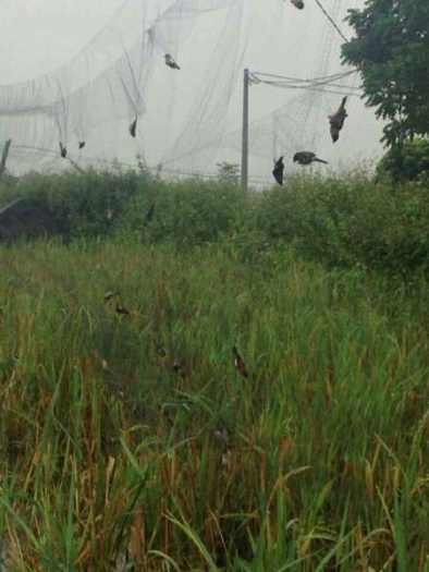 Lưới tàn hình lưới bẫy chim đêm 7 phân cao 8m dài 50m sợi 2.0 loại 4 dây 3 túi bẫy re giun cò quốc hoa mắt đỏ mắt xéo chằng nghịch tu hú